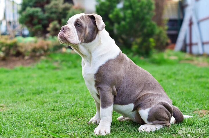 Староанглийский бульдог. Последняя девочка
