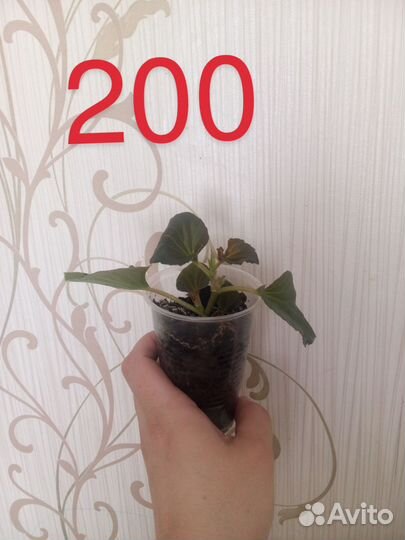 Продам цветы домашние
