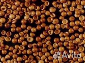 Яйцо рачка Артемия. Циста Артемии. (сухая)