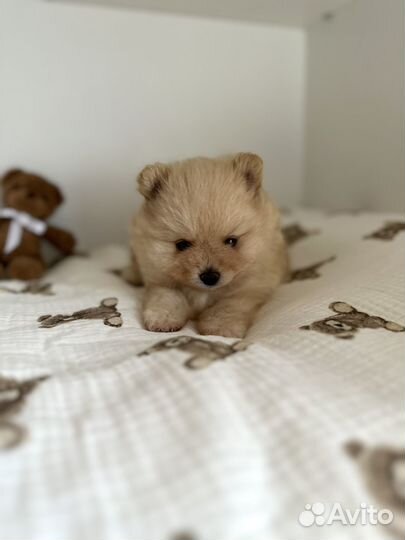 Щенки шпица