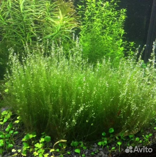 Мох стринг(стринги)