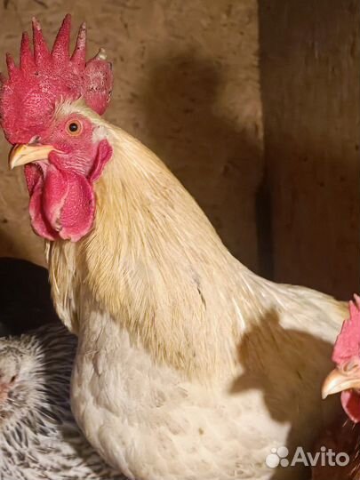 Молодые петухи