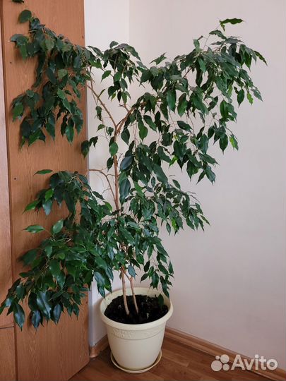 Фикус Бенджамина большой