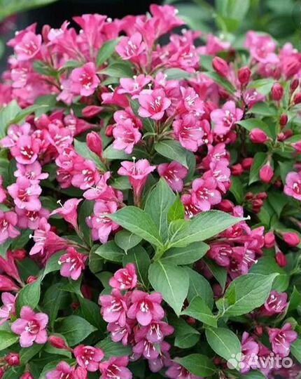 Саженцы декоративных растенмй