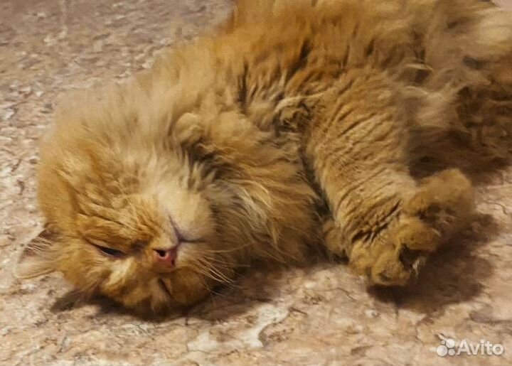 Найден кот