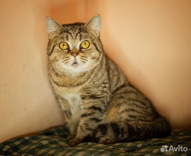 Нюта ищет семью