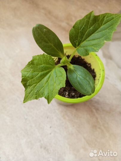 Рассада огурцов