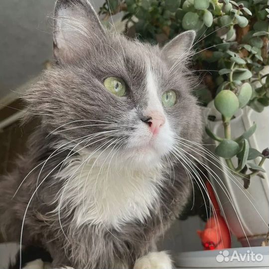 Кот Санек ищет дом