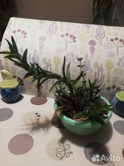 Суккуленты