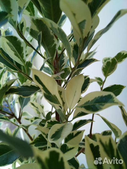 Фикус ретуза гавайская