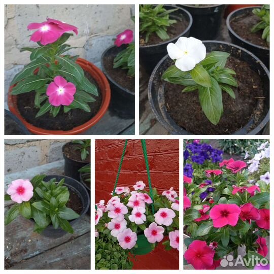 Комнатные цветы