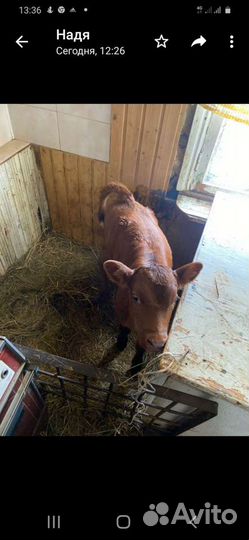 Продаю телочку