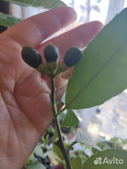 Лимон Мейера