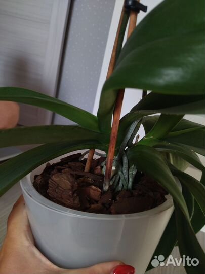 Орхидея фаленопсис мультифлора