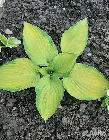 Хоста белое перо,голубая, двухцветная, кудрявая