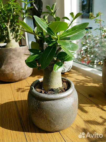 Семена Адениумов