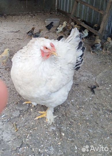 Курица наседка с цыплятами