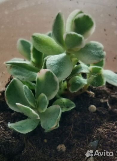 Крассула манимейкер