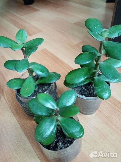 Пальма Дипсис, Денежное дерево, Финик, Мандарин