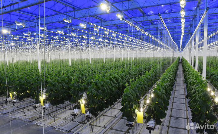 Работник в теплицу еженедельные выплаты