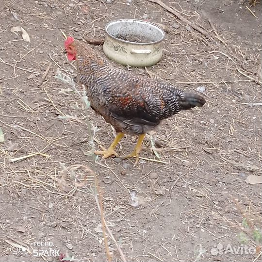 Молодые петушки