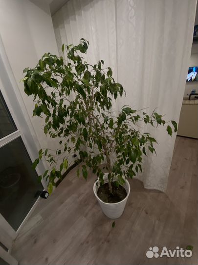 Фикус бенджамина большой