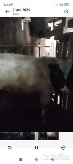 Бык на мясо