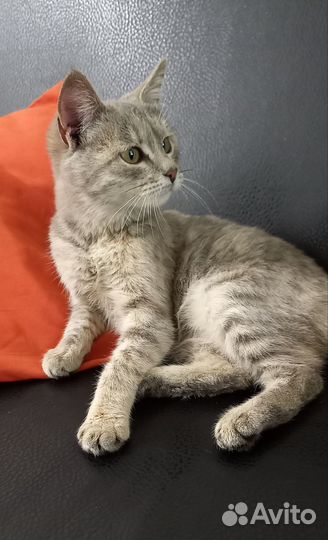 Кошка молодая