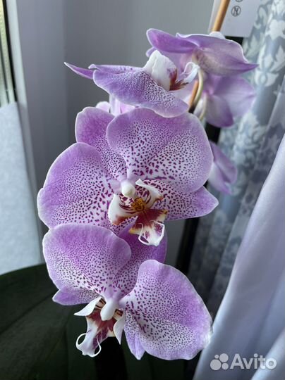 Орхидея фаленопсис