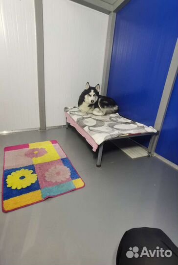 Зоогостиница, передержка собак и кошек