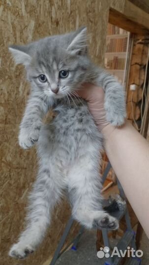 Котята в добрые руки бесплатно