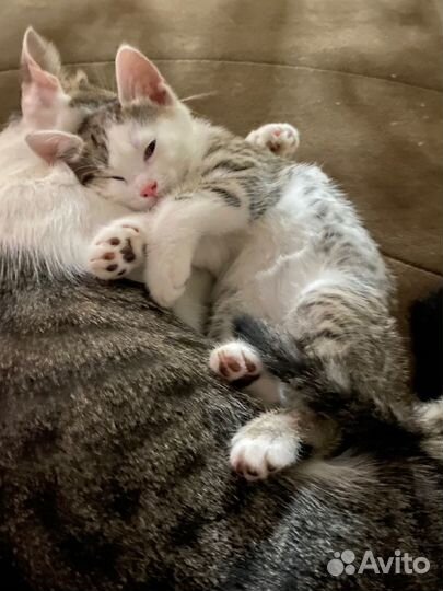 Котята в добрые руки мальчики