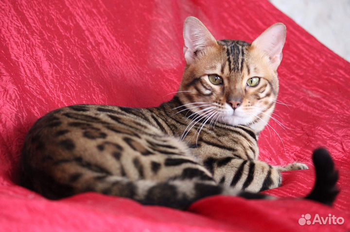 Бенгал вязка