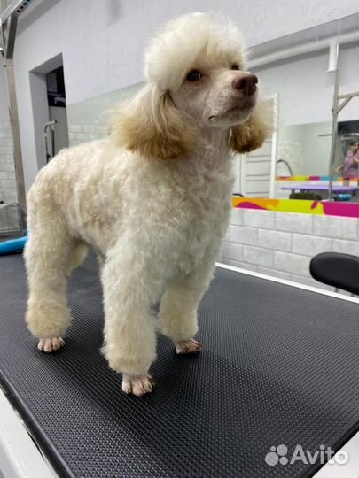 Груминг. Стрижка и экспресс-линька собак и кошек