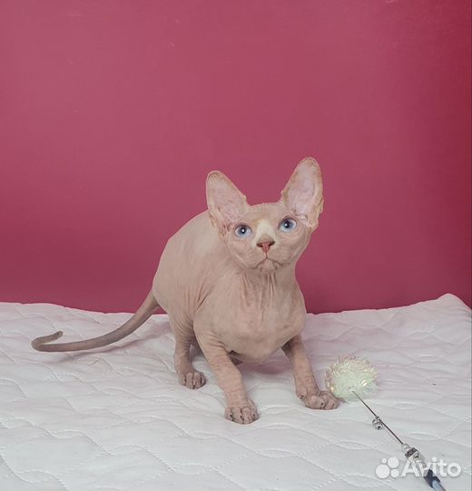 Котенок девочка синеглазая