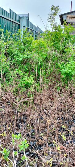 Жимолость съедобная и жимолость татарская