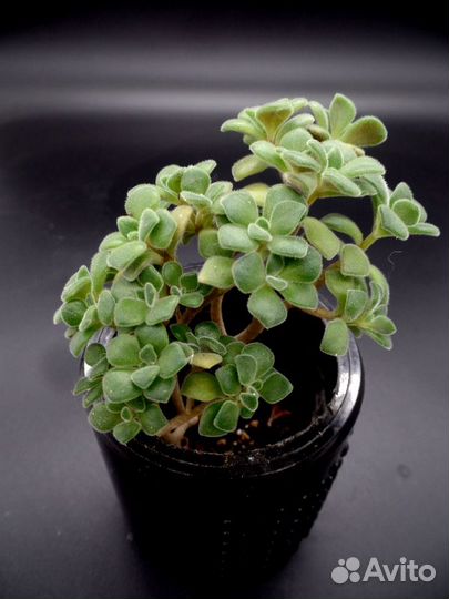 Эониум Линдлея (Aeonium lindleyi) зеленая форма