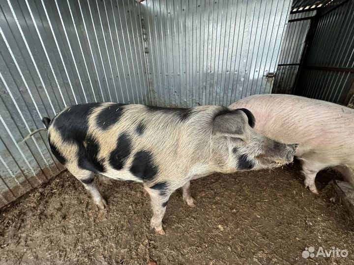 Домашняя свинья