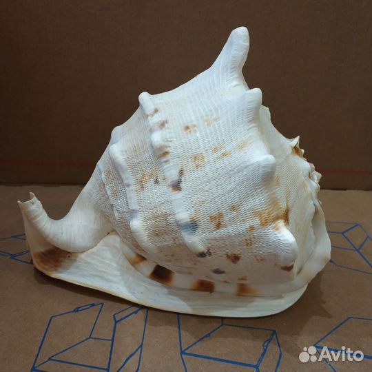 Ракушка морская большая
