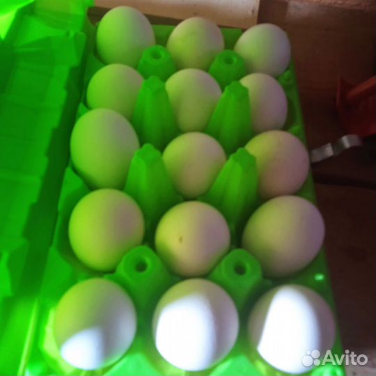 Яйцо на инкубации павловских кур (микс)
