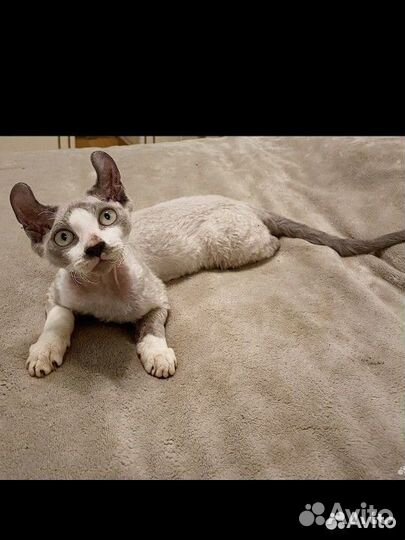 Плюшевый красавчик