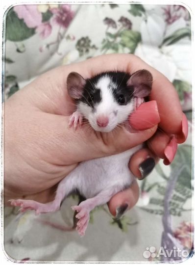 Крыска крыса хаски дамбо