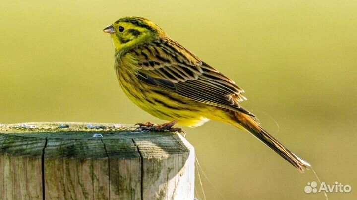 Певчие птицы