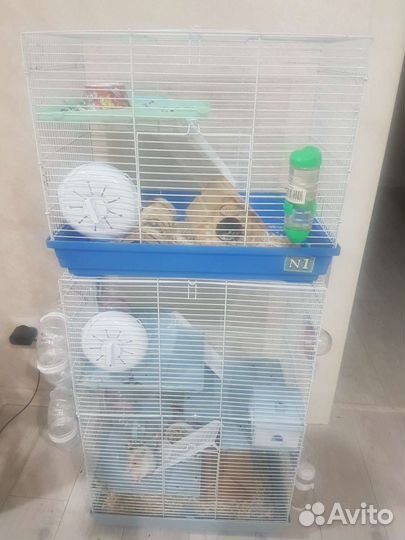 Хомяки сирийские с клеткой