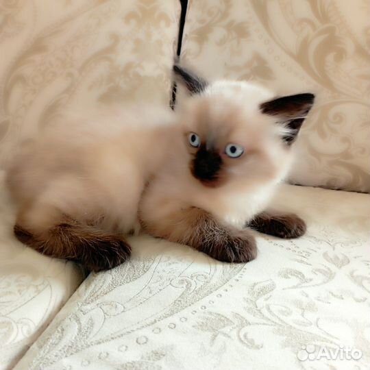 Кошки в добрые руки бесплатно