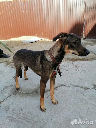 Маленькая собака