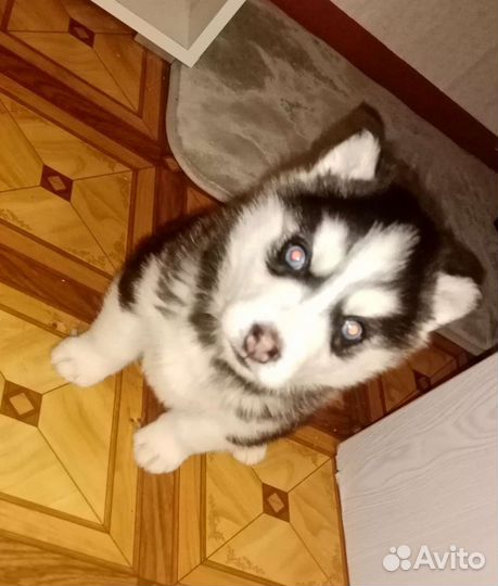 Вязка Сибирский хаски