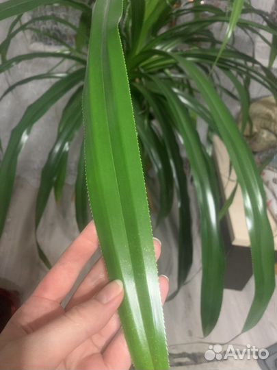 Пальма панданус