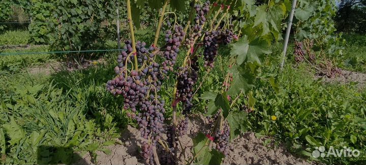 Черенки винограда и вегетирующие саженцы