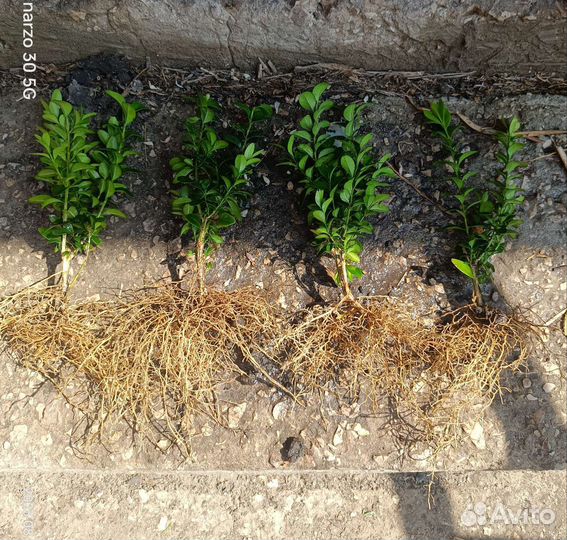 Саженцы самшита